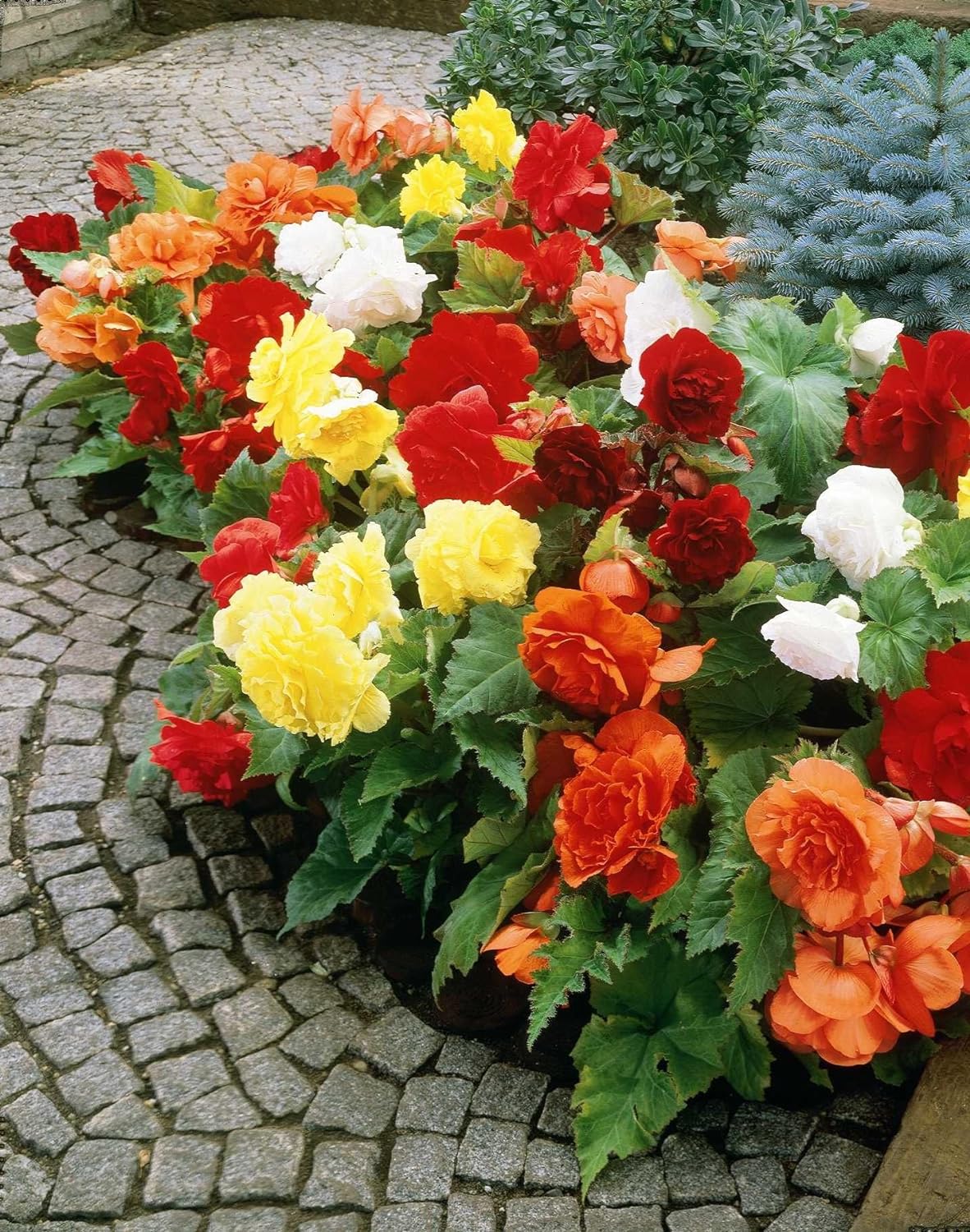 💥53% OFF🩷Mix Begonia Seeds✨