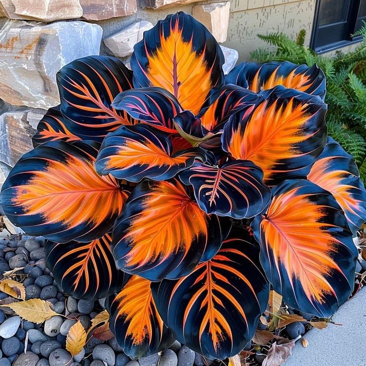 🎁2025 Limited Offer🏷️Rare Calathea Flower Seeds🌿