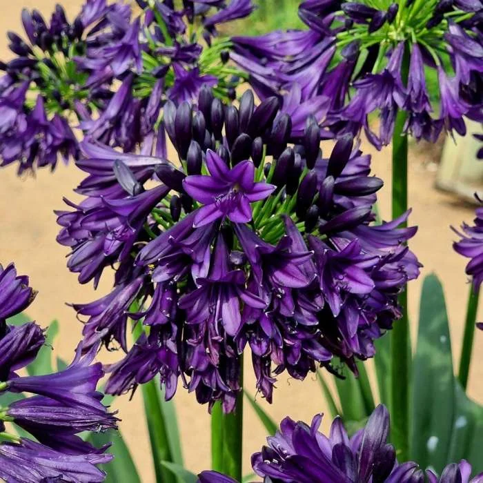 🔥Agapanthus Seeds💥Enjoy 50% Off