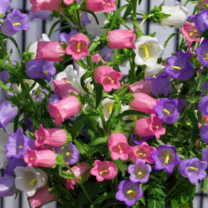 💥50% Off💥Campanula Flower Seeds🌺