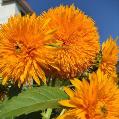 Teddy Bear Sunflower Seeds