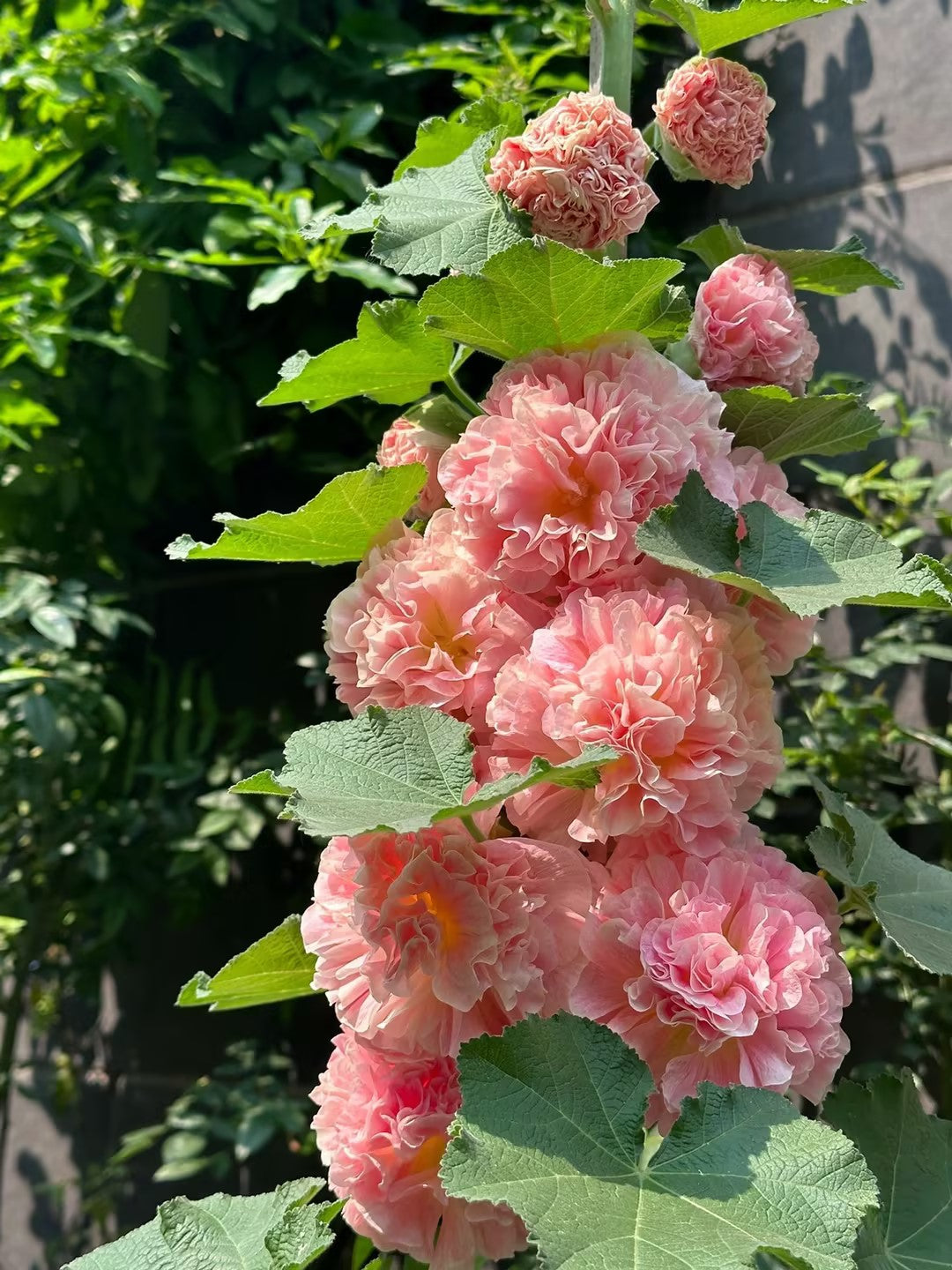 🌸Last Day Sale - 50% OFF💐Double Hollyhock Seeds