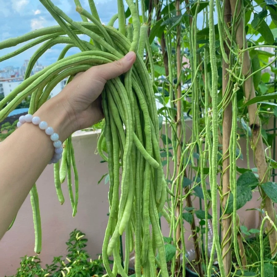 Long cowpea: A high-yielding vegetable in a short time🌱