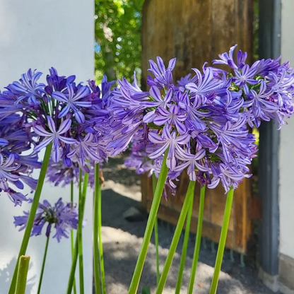 🔥Agapanthus Seeds💥Enjoy 50% Off