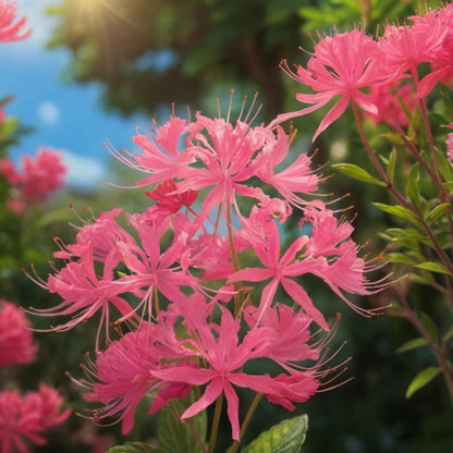 🌺Spider Lily - Light Pink🌺