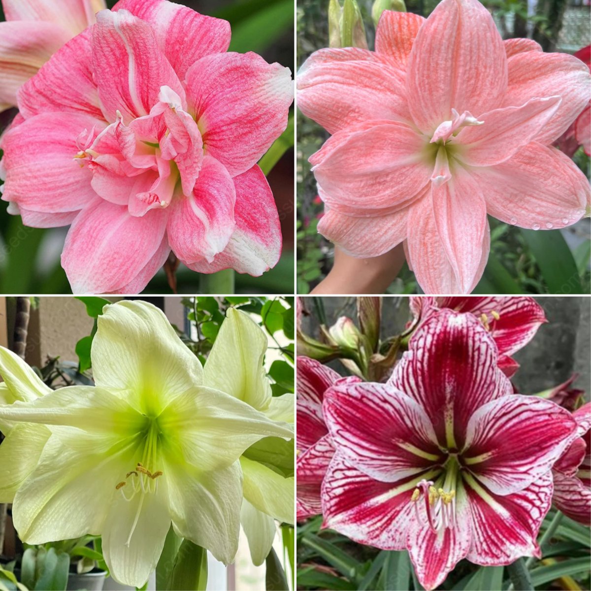 Rare Amaryllis Bulbs