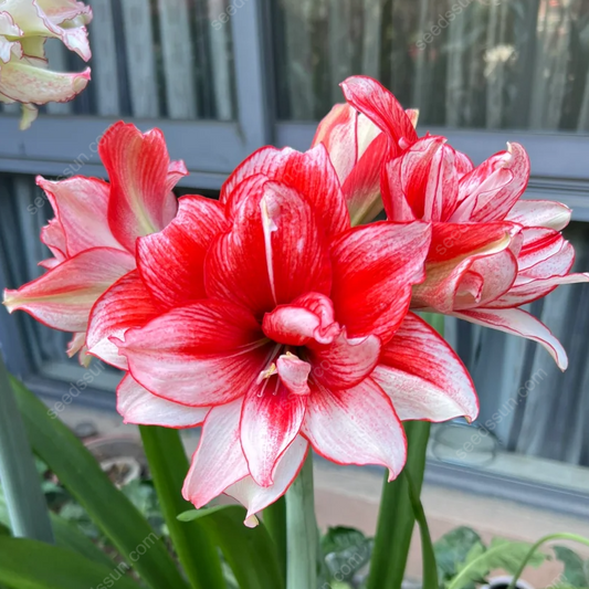 Rare Amaryllis Bulbs