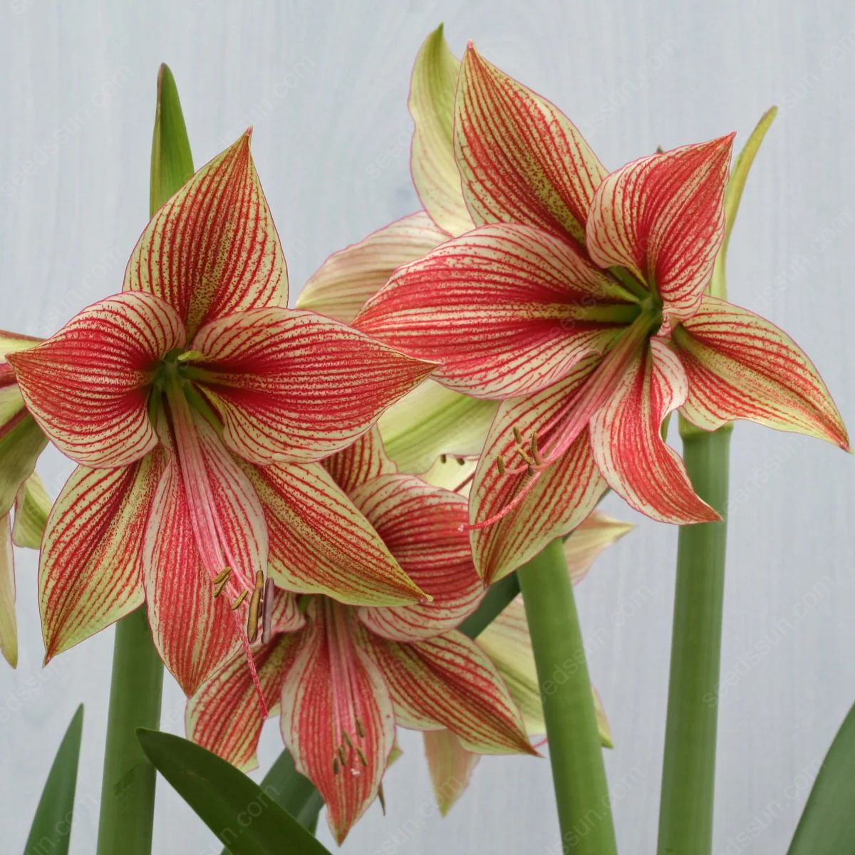 Rare Amaryllis Bulbs