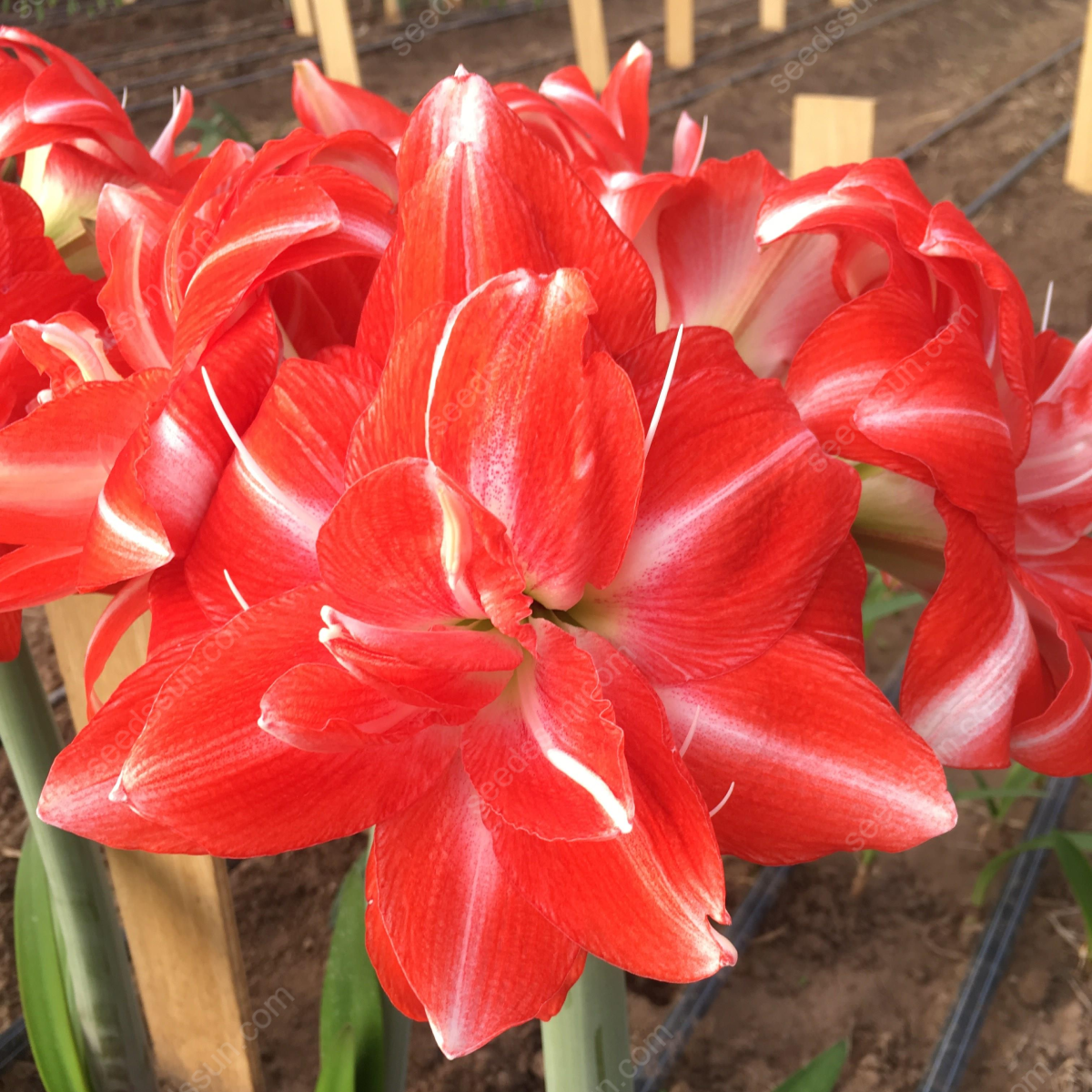 Rare Amaryllis Bulbs