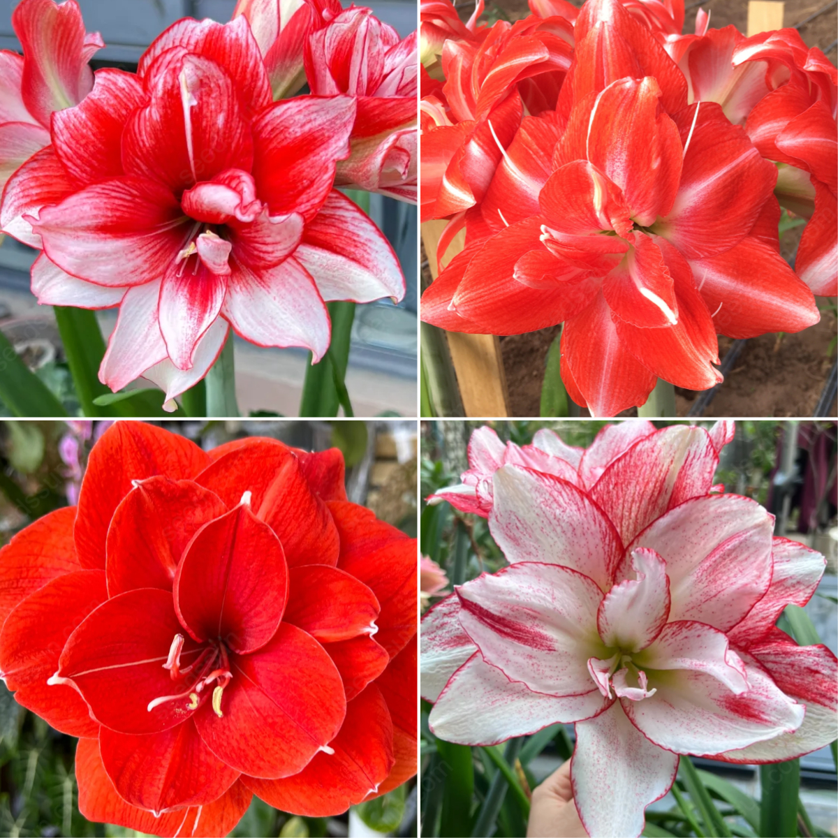 Rare Amaryllis Bulbs