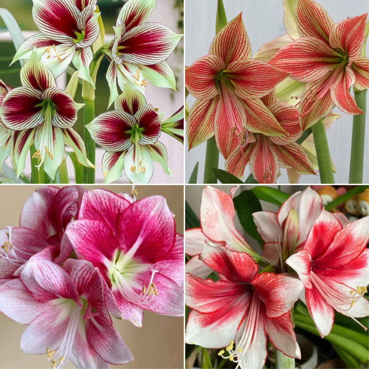 Rare Amaryllis Bulbs