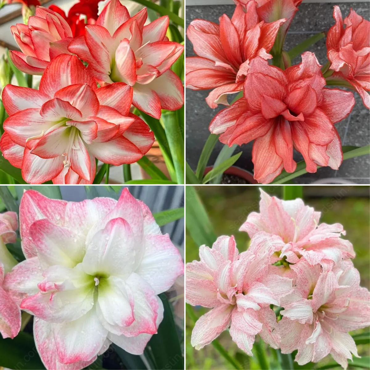 Rare Amaryllis Bulbs