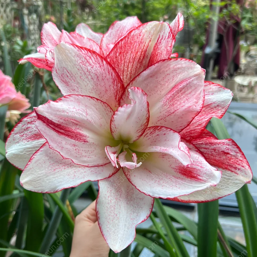 Rare Amaryllis Bulbs