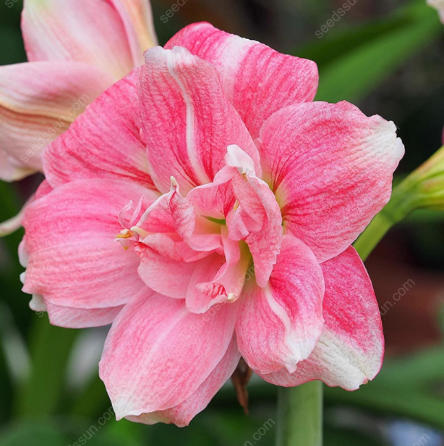 Rare Amaryllis Bulbs