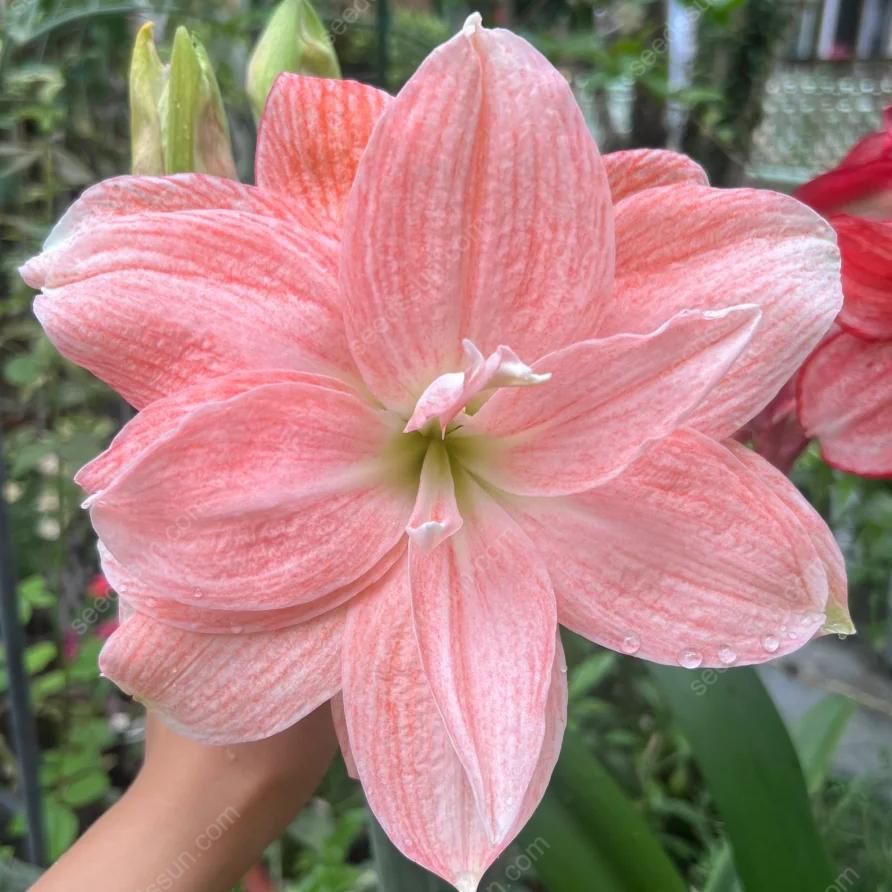 Rare Amaryllis Bulbs