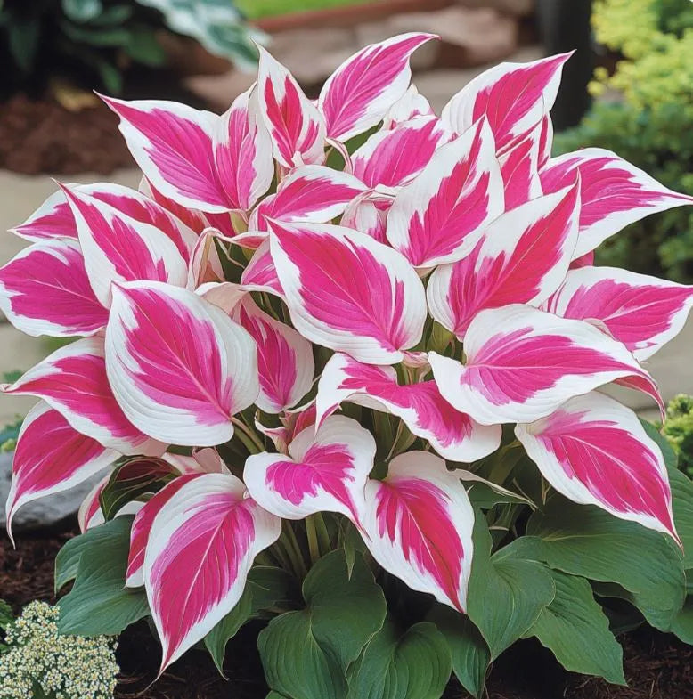 🎁2025 Special Offer🍃Rare Hosta Seeds🌿