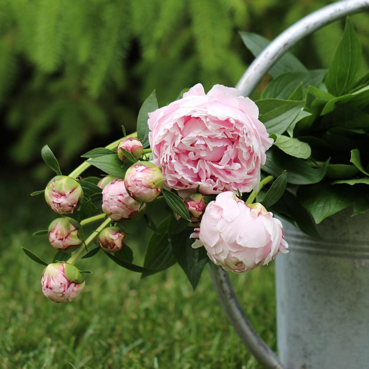 🌺The Queen of Flowers—Peony Flower