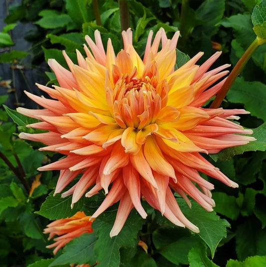 Dahlia ‘AC Ben’