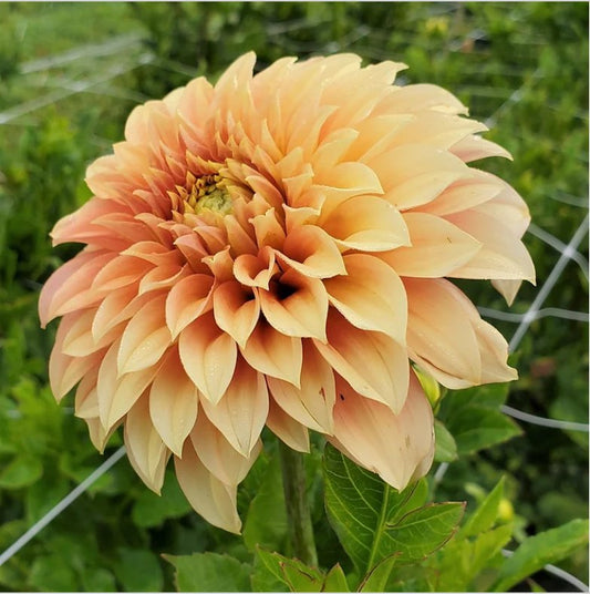 Dahlia tuber- Bracken Palomino