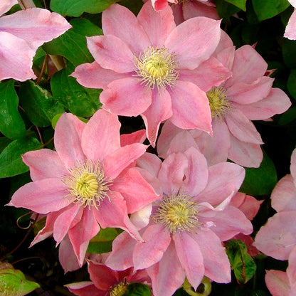 🌷Clematis - Garden’s All-Season Blooming Wonder