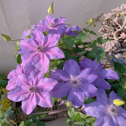 🌷Clematis - Garden’s All-Season Blooming Wonder