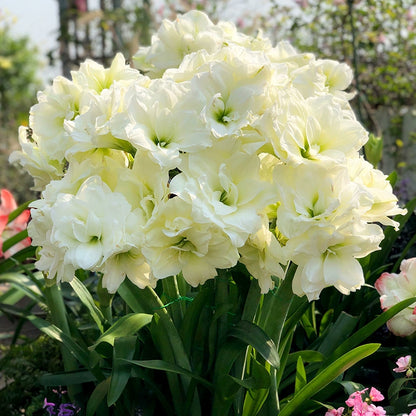 🎉Hot Sale🌷Amaryllis Bulbs