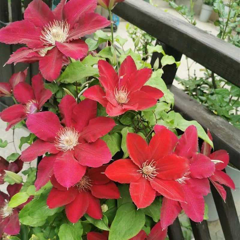 🌷Clematis - Garden’s All-Season Blooming Wonder