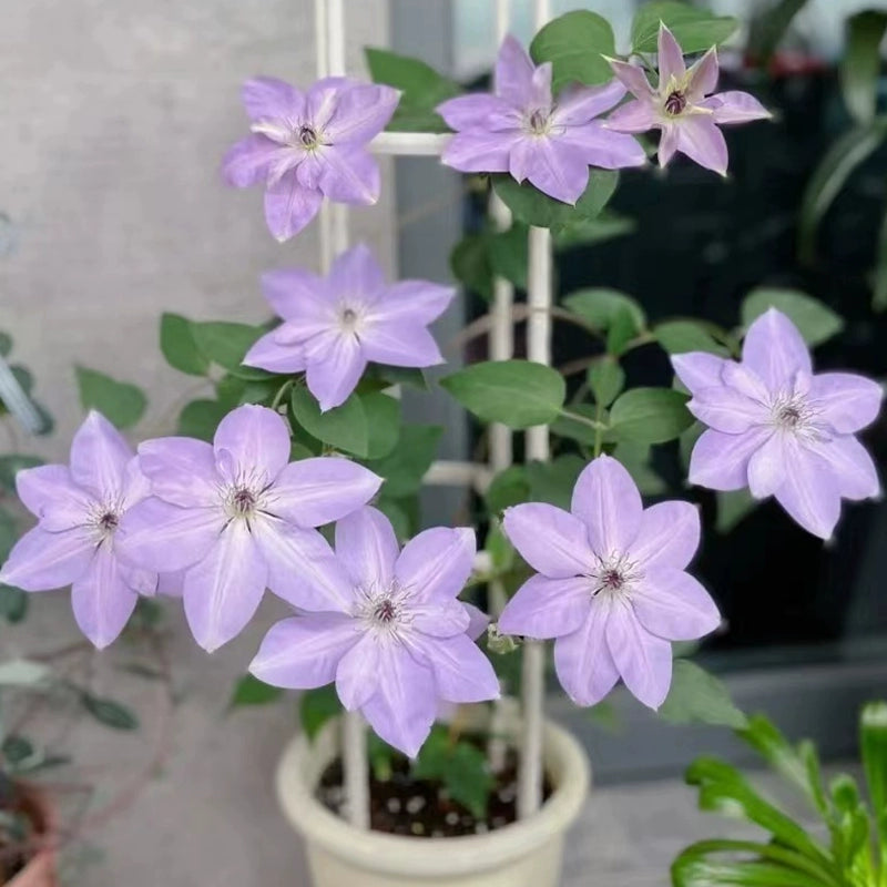 🌷Clematis - Garden’s All-Season Blooming Wonder