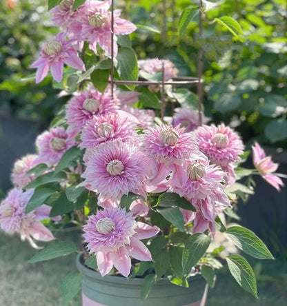 🌷Clematis - Garden’s All-Season Blooming Wonder