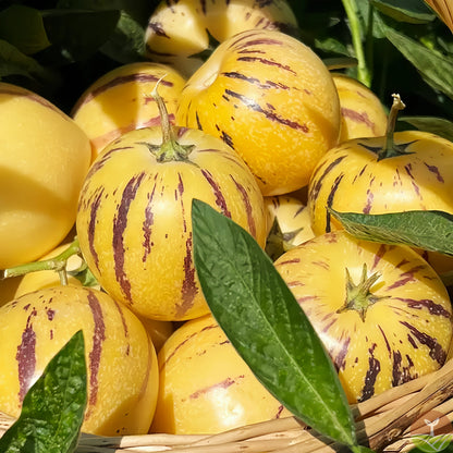 Pepino Melon 🥭Ginseng Fruit Seeds