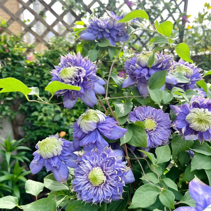 🌷Clematis - Garden’s All-Season Blooming Wonder