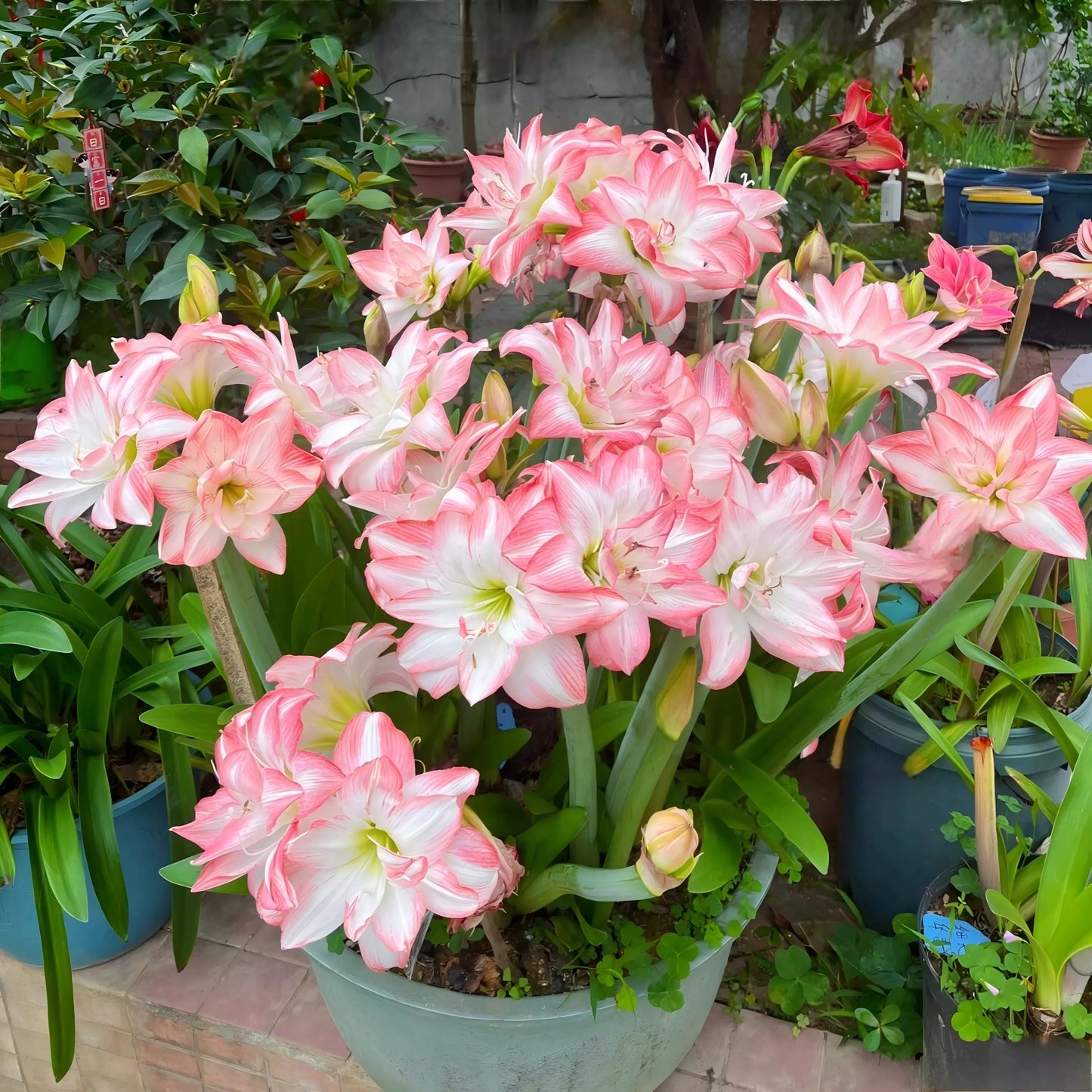 🎉Hot Sale🌷Amaryllis Bulbs