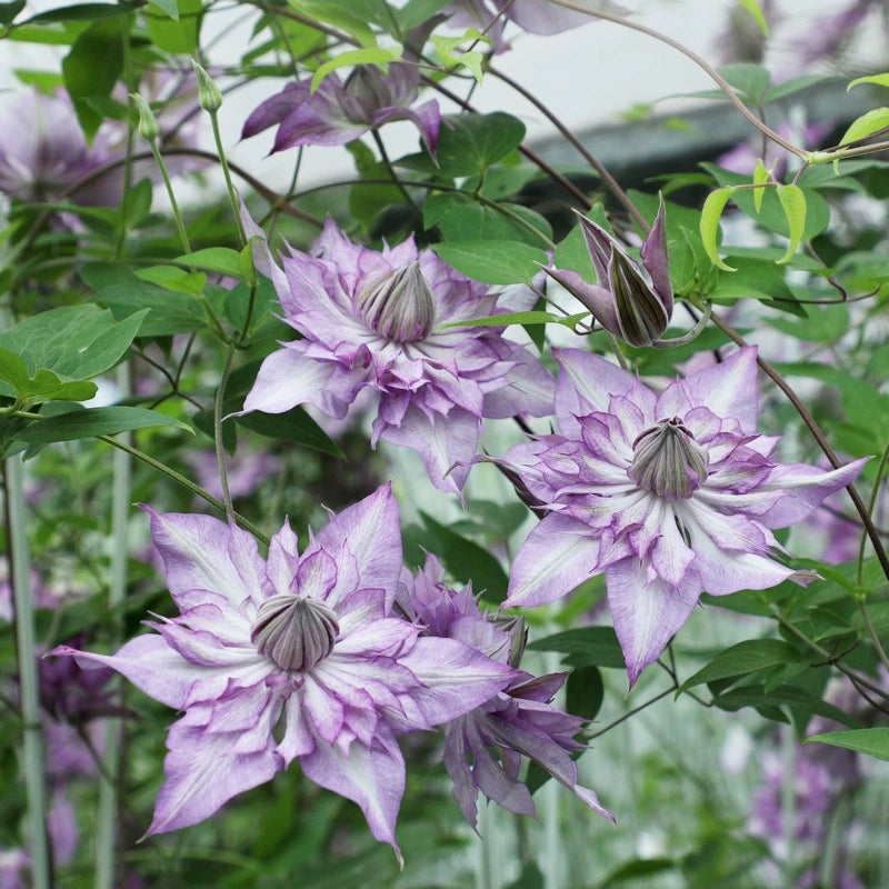 🌷Clematis - Garden’s All-Season Blooming Wonder