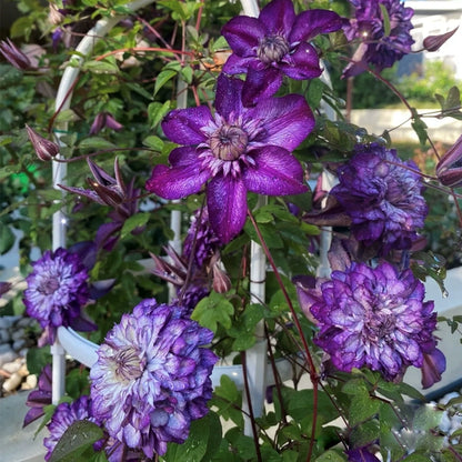 🌷Clematis - Garden’s All-Season Blooming Wonder