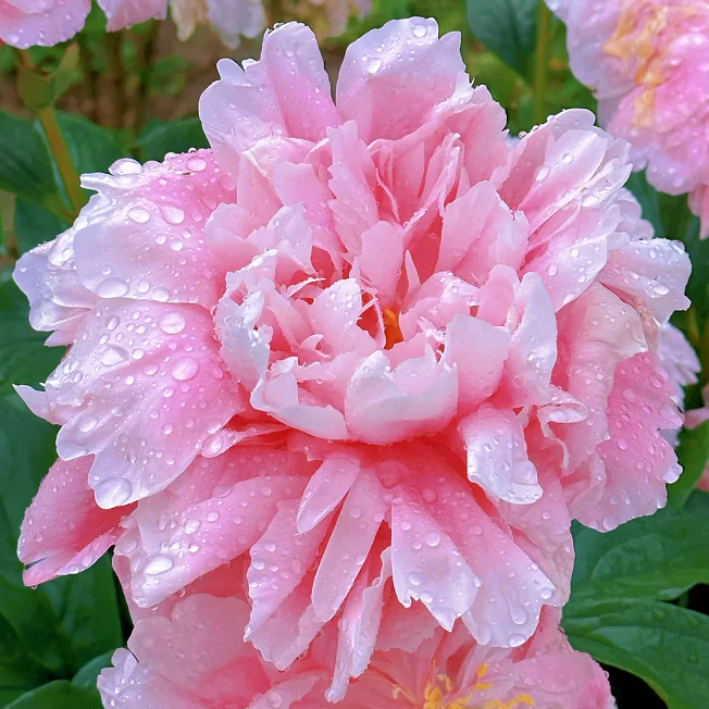 🌺The Queen of Flowers—Peony Flower