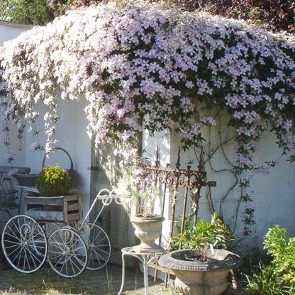 🌷Clematis - Garden’s All-Season Blooming Wonder