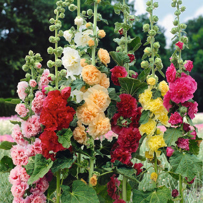 🌸Last Day Sale - 50% OFF💐Double Hollyhock Seeds