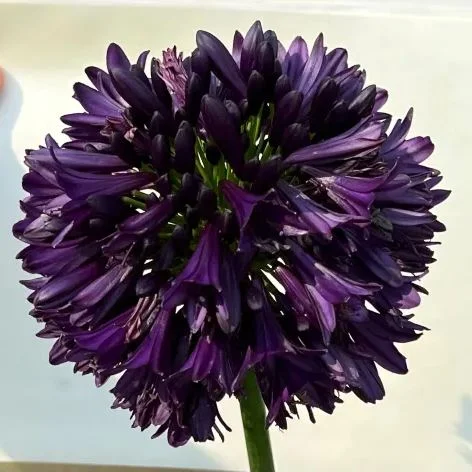 🔥Agapanthus Seeds💥Enjoy 50% Off