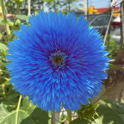 🌻Teddy Bear Sunflower Seeds