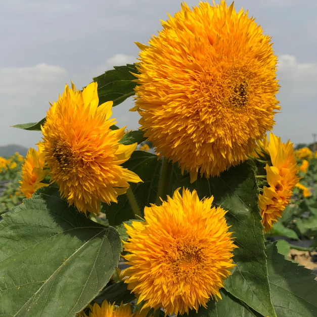 🌻Teddy Bear Sunflower Seeds