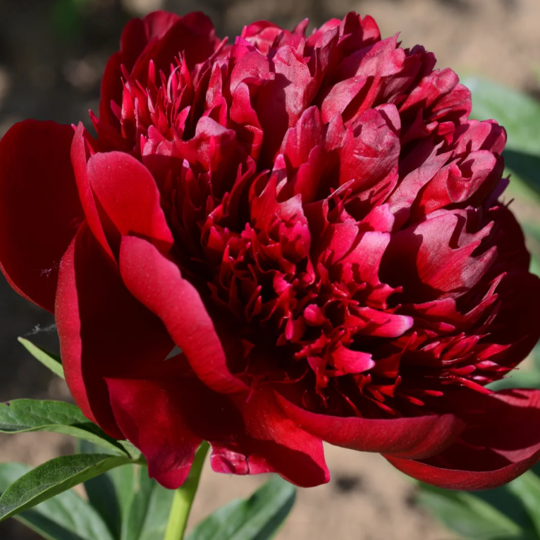 🌺The Queen of Flowers—Peony Flower