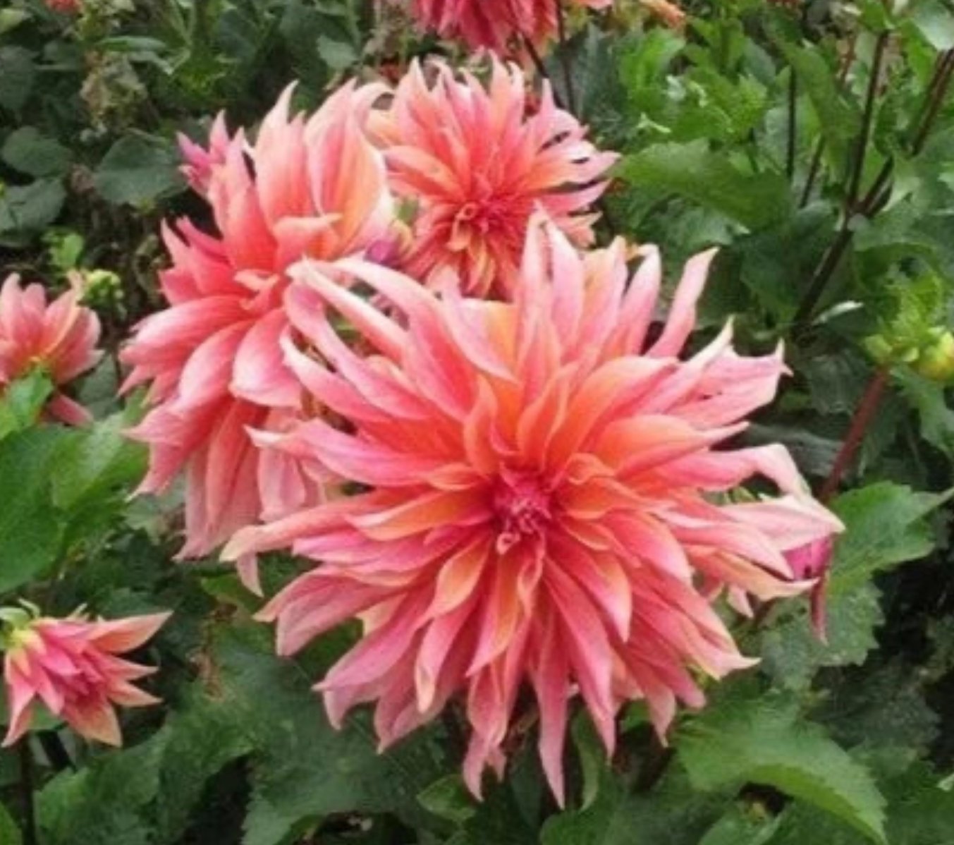 Dahlia ‘Labyrinth’