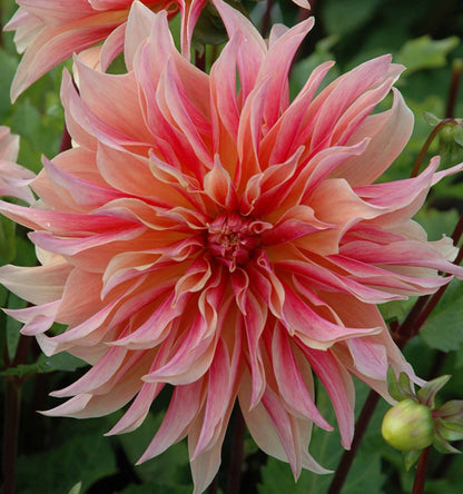 Dahlia ‘Labyrinth’