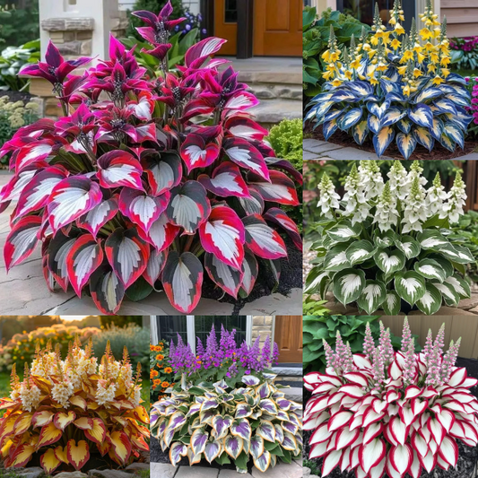 🎁2025 Special Offer🍃Rare Hosta Seeds🌿