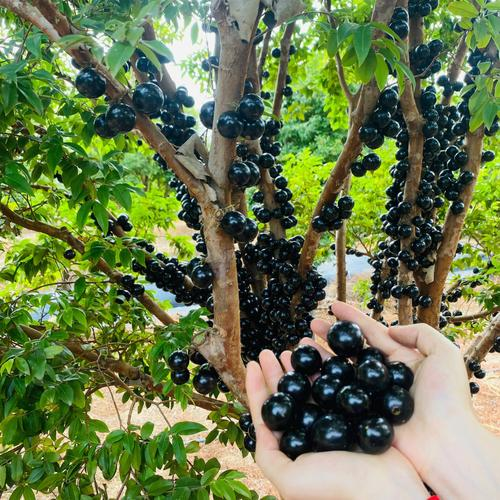 Jabuticaba-Plinia cauliflora-Tree Grape Seeds