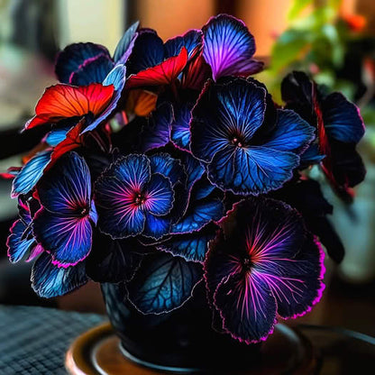 Moonlight Butterfly Begonia🦋