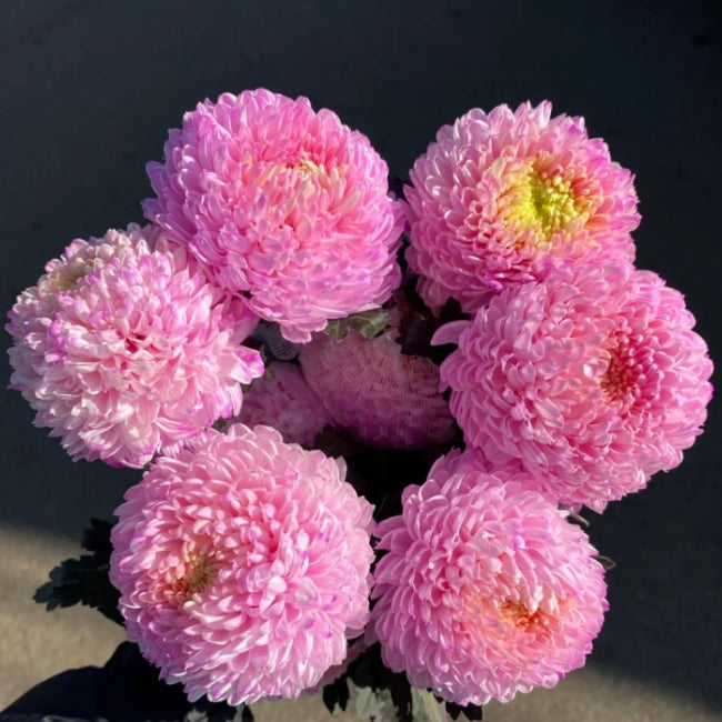 🔥50% OFF🌈Multicolored Peony Aster Seeds🌹