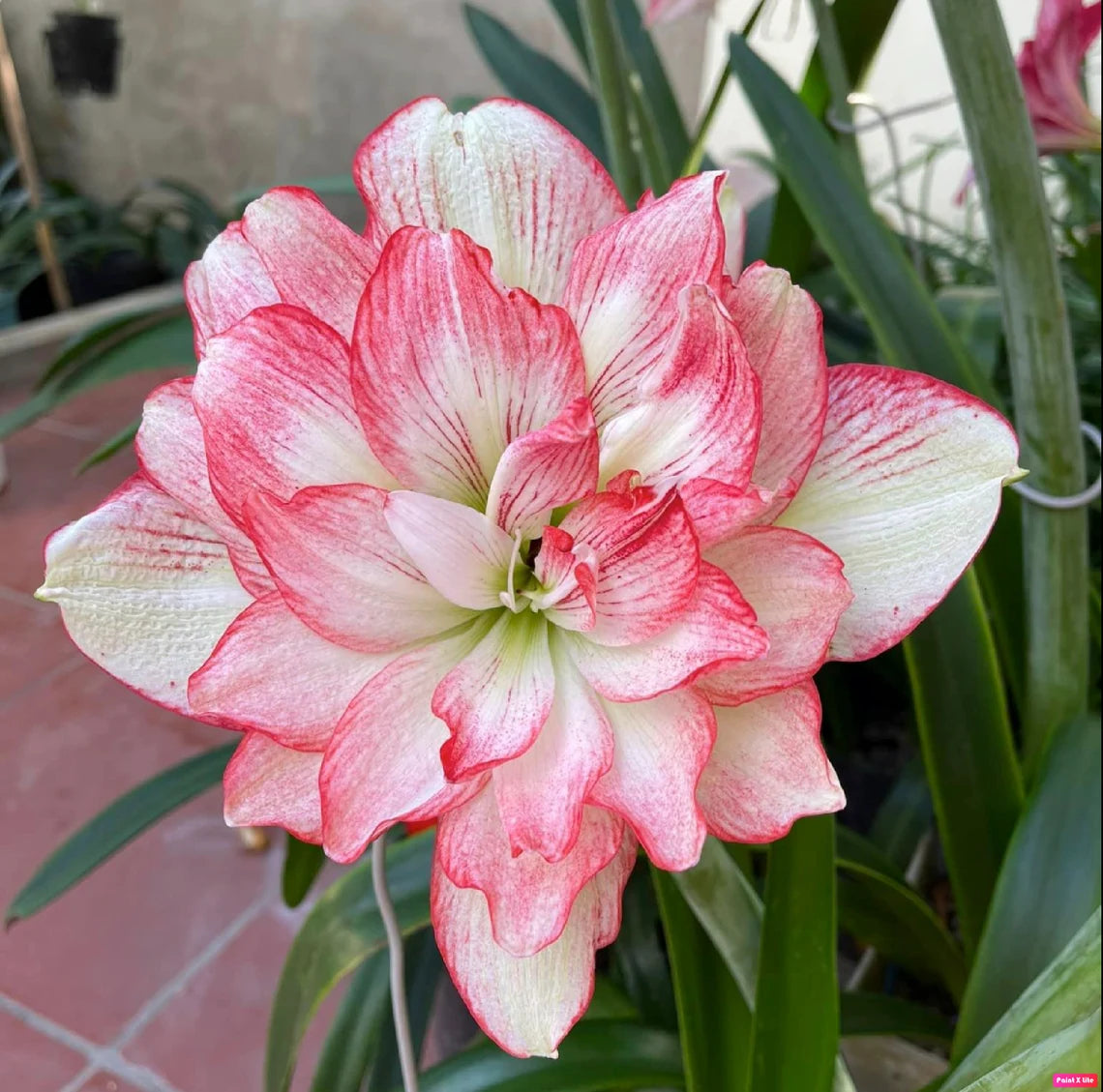 Amaryllis Bulbs