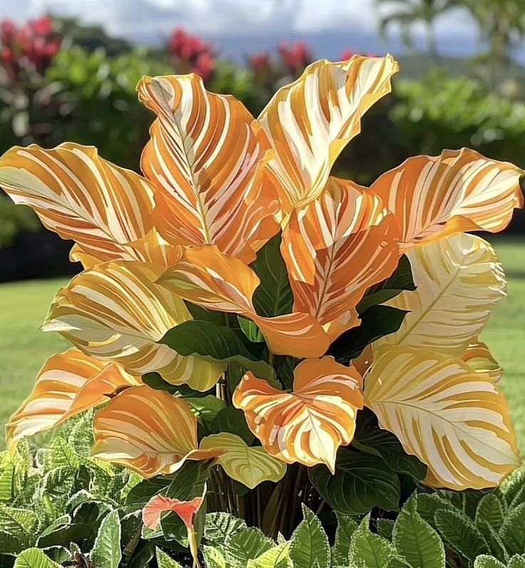 🎁2025 Limited Offer🏷️Rare Calathea Flower Seeds🌿