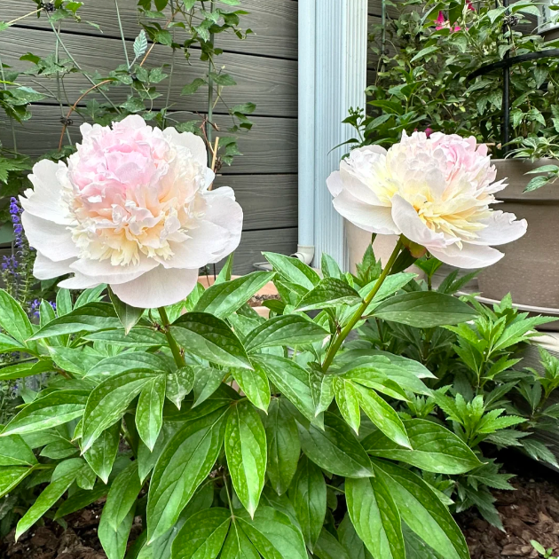 🌺The Queen of Flowers—Peony Flower